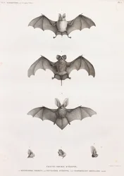 Types of Bats in Egypt