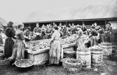 Women Gutting Herrings, Aberdeen, c1880