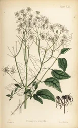 Upright virgins bower, Clematis recta. Handcoloured lithograph by Henry Sowerby from Edward Hamilton