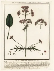Valerian, Valeriana Dioica