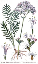Valerian Officinale, c.1880-1900 (Engraving)