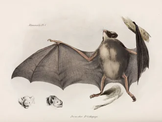 Vampire Bat, South America