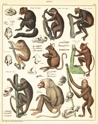 Varieties of Apes (lithograph)