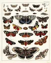 Varieties of Butterflies, Moths (lithograph)