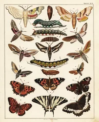 Varieties of Butterflies, Moths, etc. (lithograph)