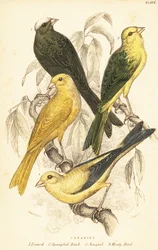 Varieties of canaries, Serinus canaria domestica.1889