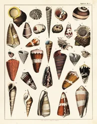 Varieties of shells, molluscs