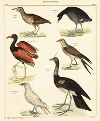 Variety of Water Fowl