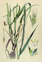 Toxic Plant: Intoxicating Chaff (Lolium temulentum)