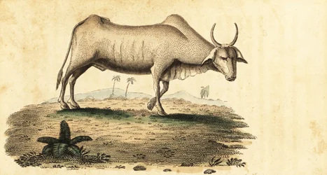 Water Buffalo, Bubalus bubalus (engraving)