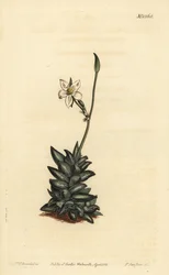 White-Flowered Anacampseros