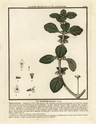 White Horehound, Marrubium vulgare
