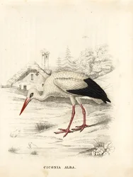 White stork, Ciconia ciconia. Handcoloured steel engraving from Georg Friedrich Treitschke