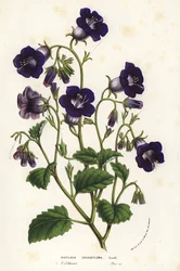 Wild Canterbury bells. Handcoloured lithograph from Louis van Houtte and Charles Lemaire