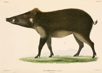 Wild pig, Indonesia