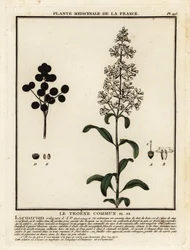 Wild privet, Ligustrum vulgare