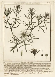 Wild rue