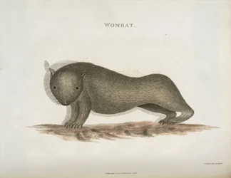Wombat, Australia, c. 1798