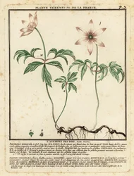 Wood anemone, Anemone nemorosa