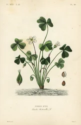 Wood sorrel, Oxalis acetosella