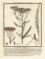 Yarrow, Achillea millefolium