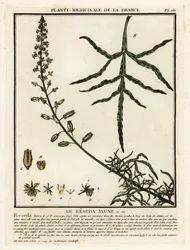 Yellow mignonette