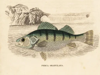 Yellow perch, Perca flavescens. Handcoloured steel engraving from Georg Friedrich Treitschke