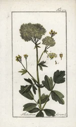 Yellow Pigamon, Thalictrum flavum