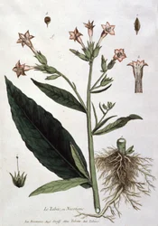 Young tobacco plant