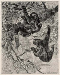 Zoology: Lazy (Ai - Bradypus Tridactylus) Described and Illustrated by Carlo Vogt and Federico Specht in 