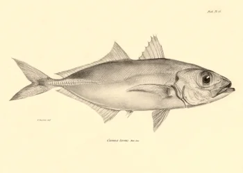 Zoology: Representation of the Fish 