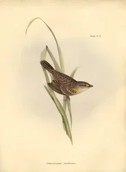 Ornithology: Ammodramus xanthornus