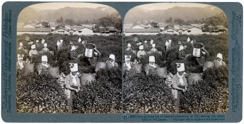 Girls picking tea on the famous plantation at Uji, Japan