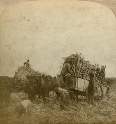 Loading Cane, Sugar Plantation, Louisiana, USA
