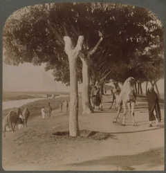 The Road to the Pyramids, Egypt, 1896
