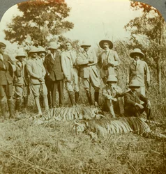 Tiger hunting, Cooch Behar, West Bengal, India, c1900s