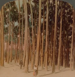 Toddy Palms 100 ft. Tall, Pagan, Burma, 1907