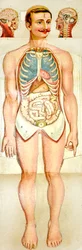 Human Anatomy fold-out educational model, c. 1895