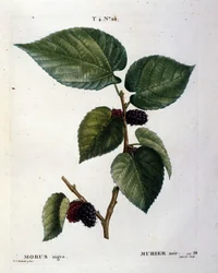 A black mulberry tree and its fruits: botanical plate of the 19th century