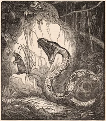 A Boa Constrictor Opening the Mouth to Devour a Rabbit (Engraving)