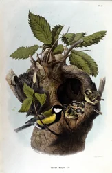 A board representing a common bird (or sparrow) near its nest