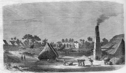 A Candy Factory on the Island of Cuba in 1869.
