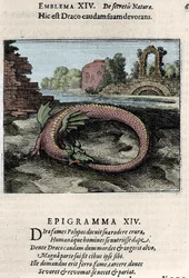 A dragon beating its tail (or Ouroboros (?)). Plate taken from the alchemical treatise "Atalanta fugiens hoc est Emblemata nova de secretis naturae chymica" by Michael Maier (1568-1622).