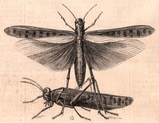 A grasshopper and a cricket