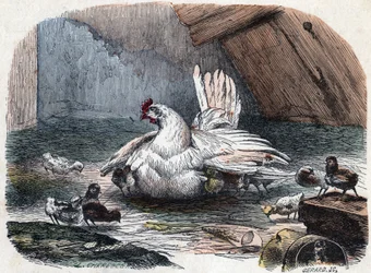 A hen protects her chicks from the cold by extending her wings