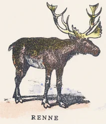 Reindeer