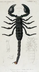 African Scorpion - Natural History Board