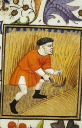 Allegorical representation of July. Harvest: a peasant mowing golden wheat. Miniature of a 14th century manuscript