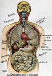 Anatomy: Chest and abdominal organs (bowel, liver, pancreas, lung etc.) in La nouvelle médication naturelle by F. E. Bilz, 1898.