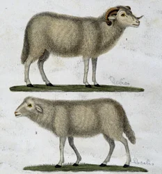 Aries and sheep